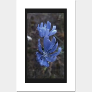 Blue flower Posters and Art